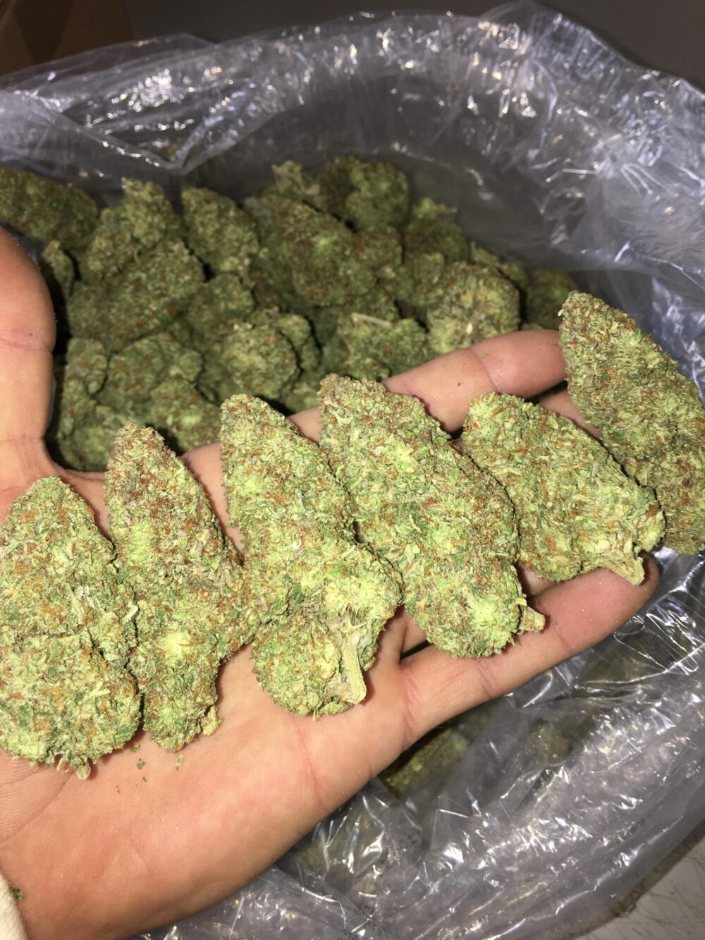 Top Shelf Strains